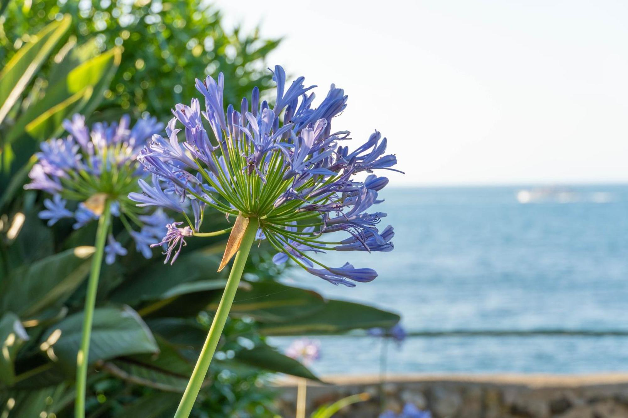 Nelinda Waterfront Accommodation Casamicciola Terme Exterior photo